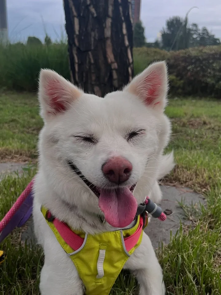 다정 4