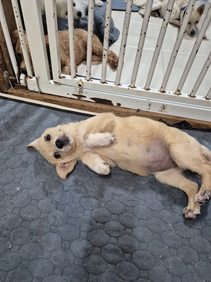 초키 8