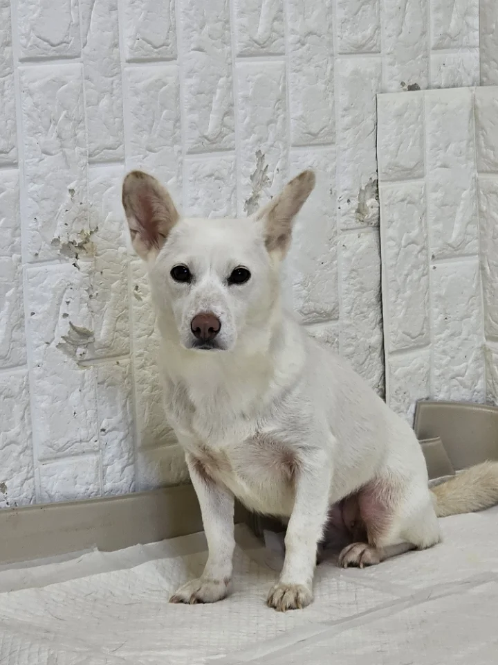 토디 5