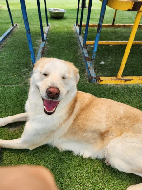쪼꼬