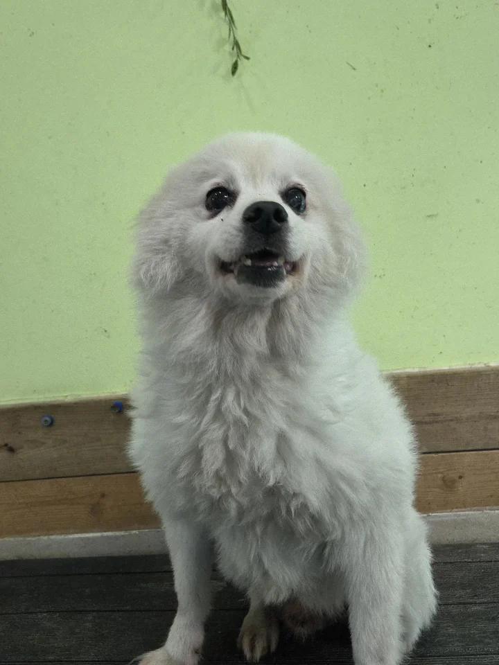 랑이 6