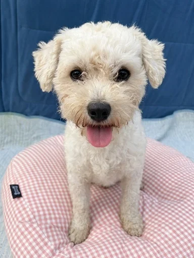 루피