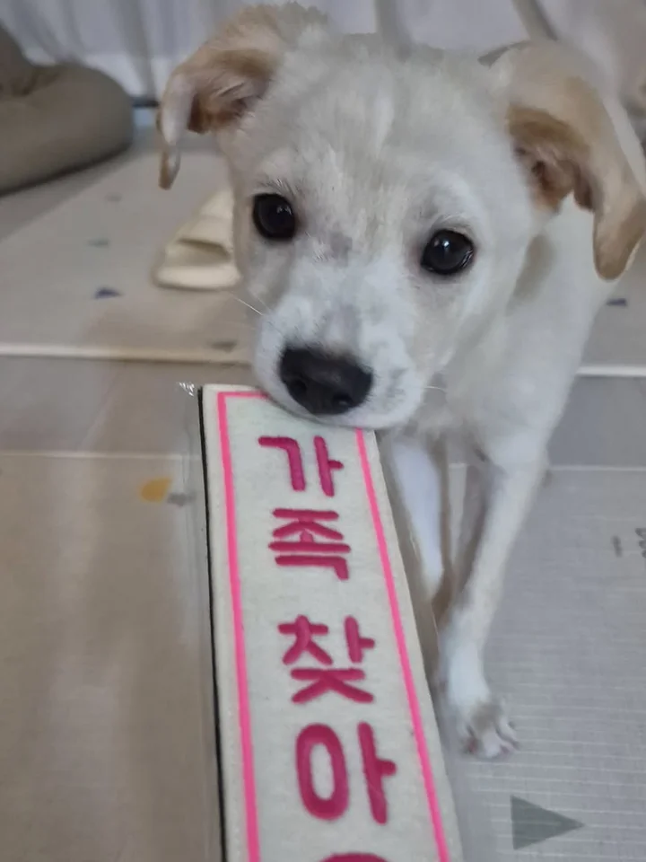 해동이 2