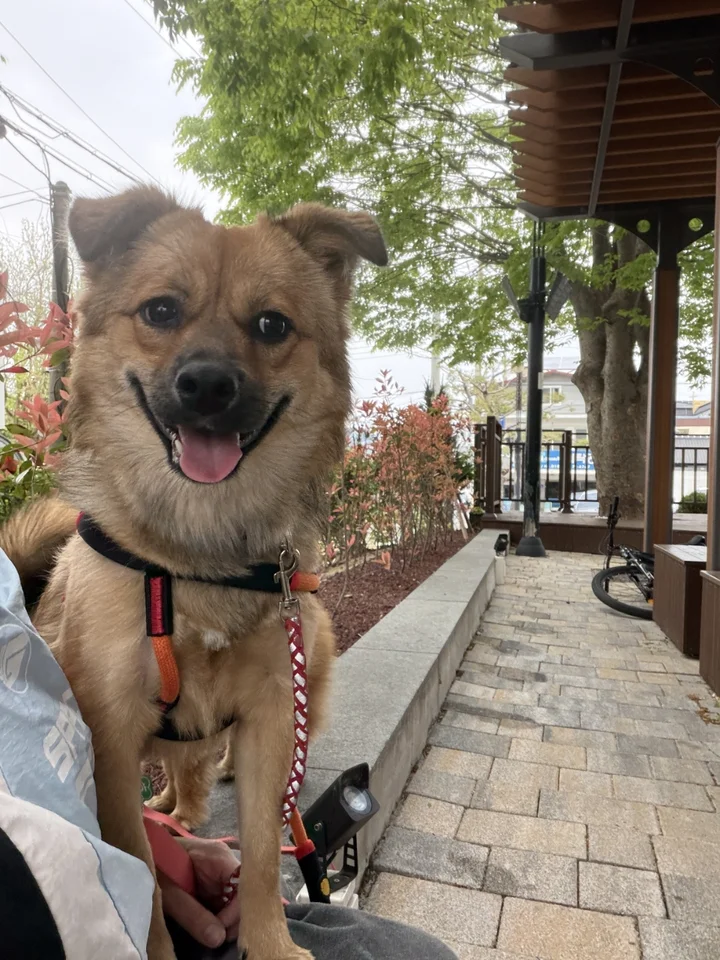 한치 6