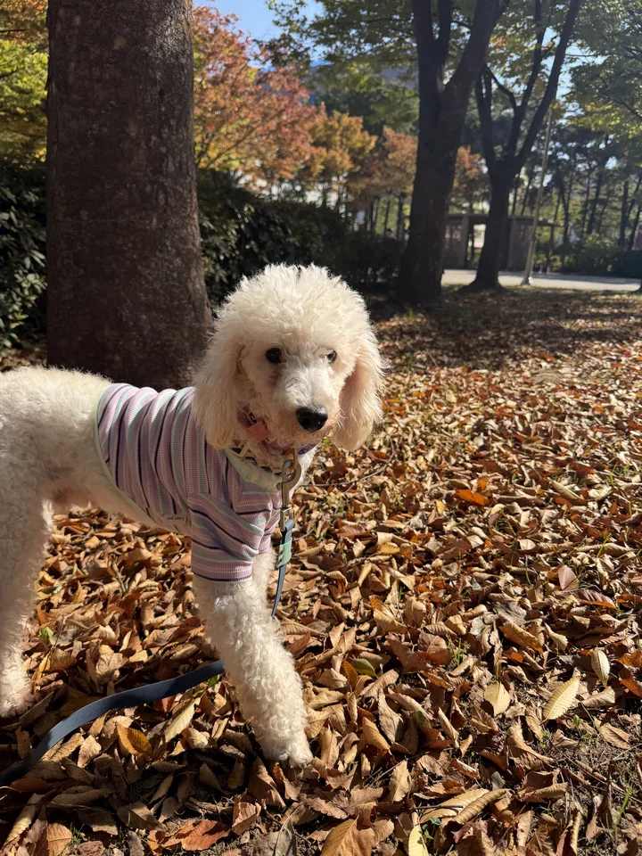 노바 4