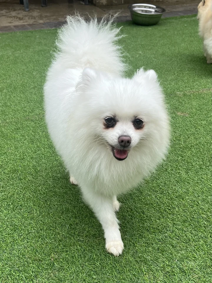 카니 8