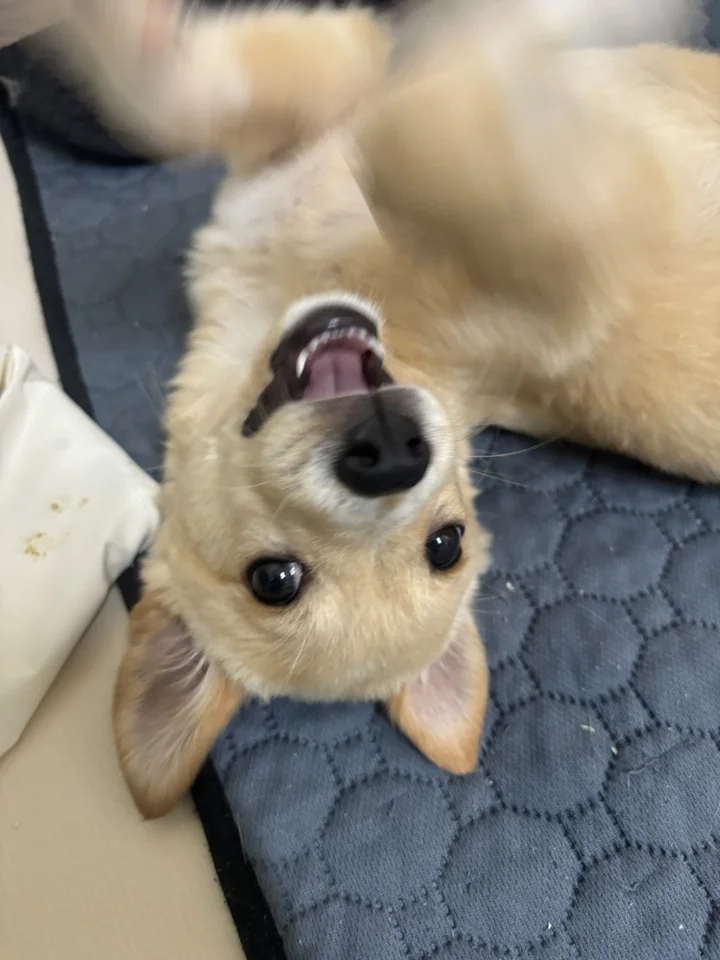 초키 9