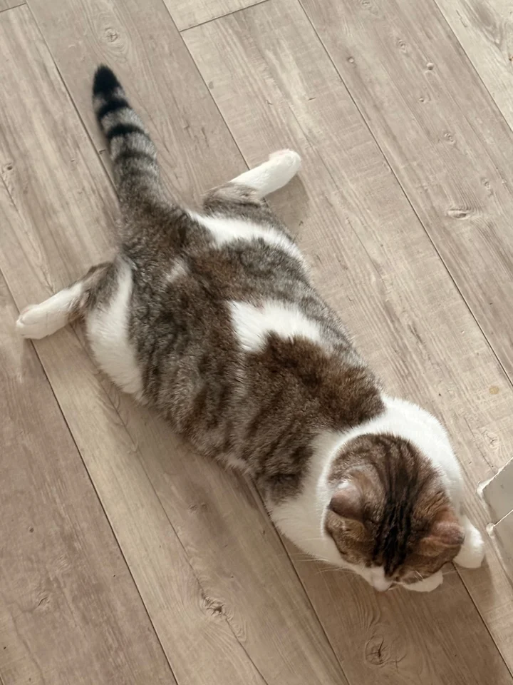 오딘 4