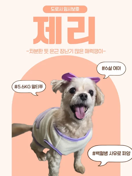 제리