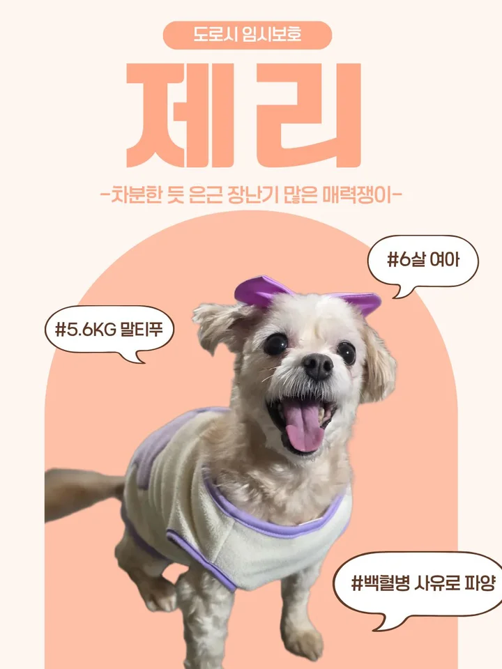 제리 1