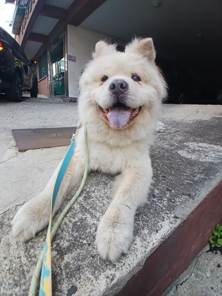 차돌 2