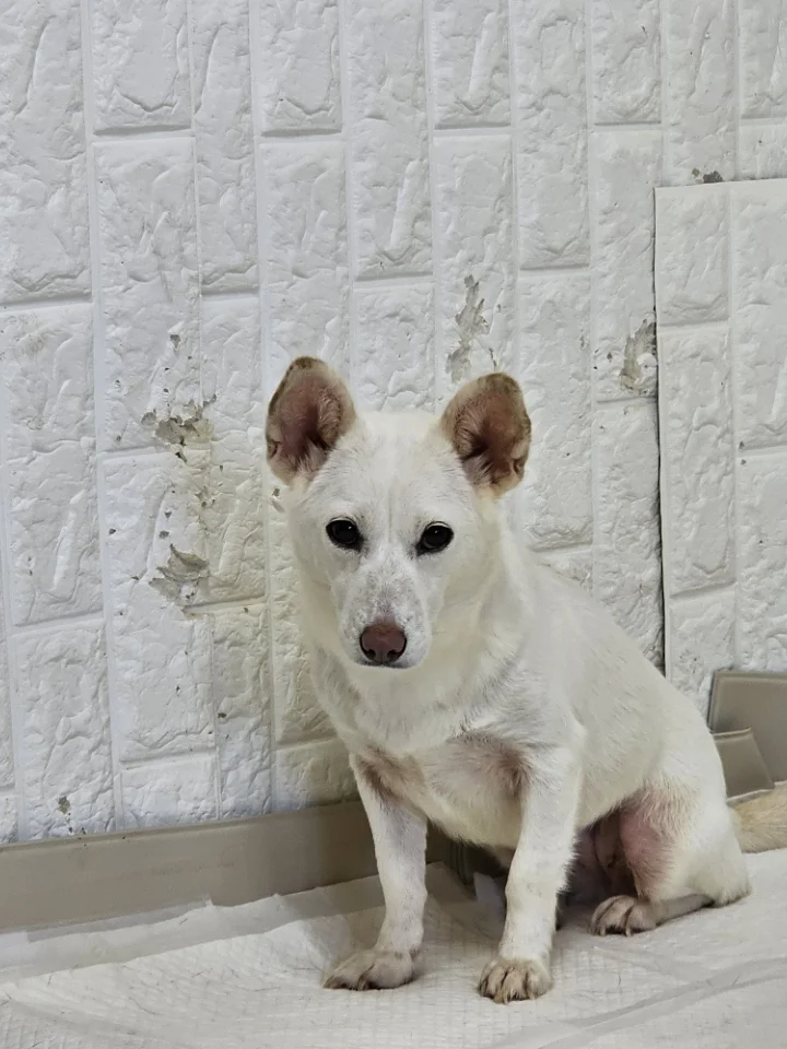 토디 3