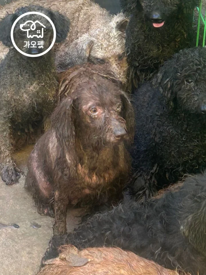 예쁜이 2