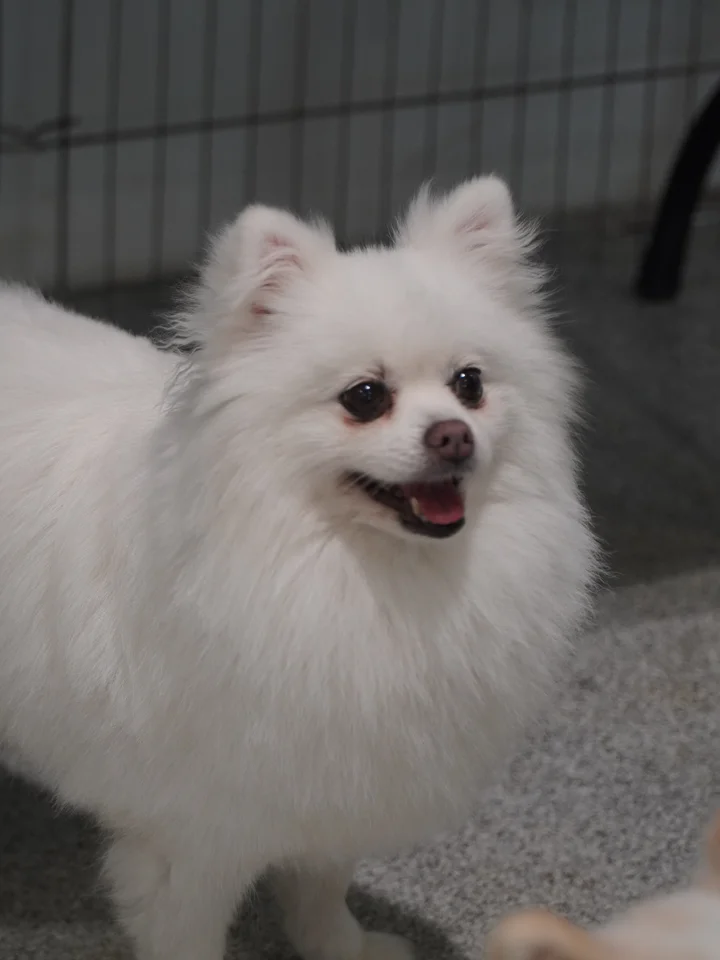 카니 5