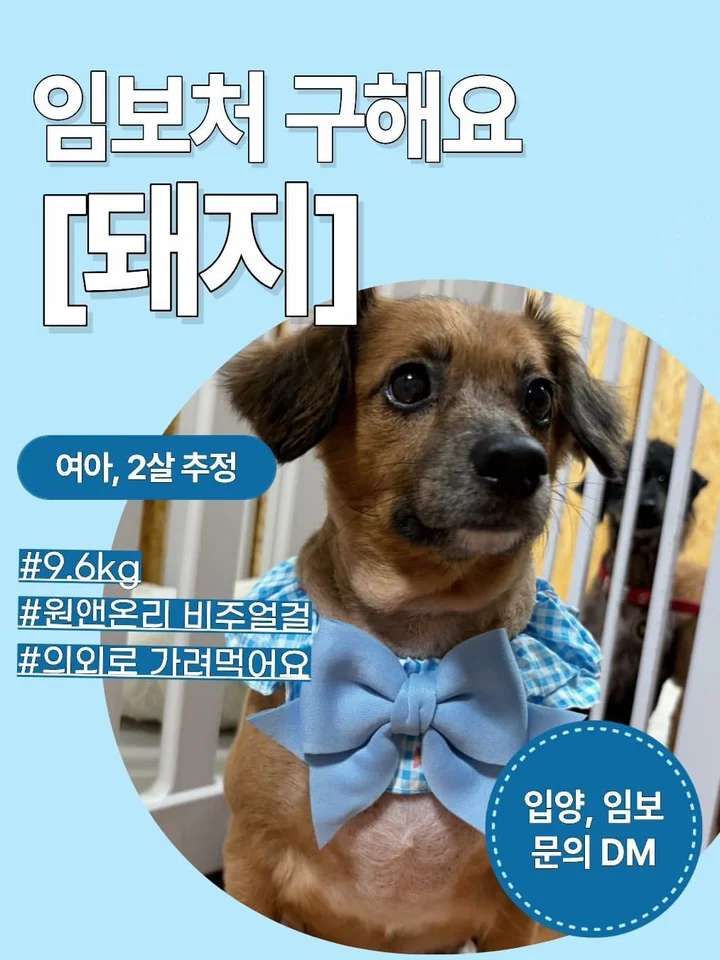 돼지 1
