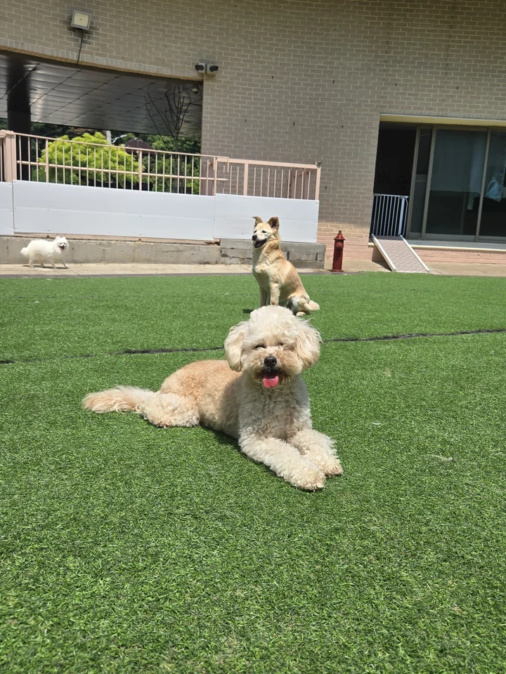 보니 7