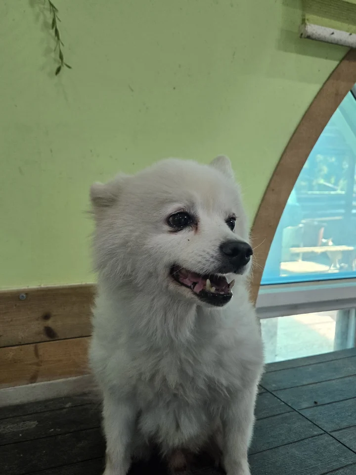 랑이 2