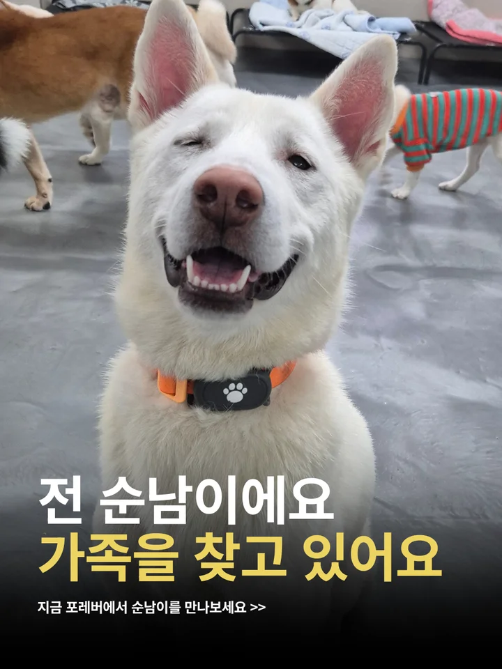 순남이 1