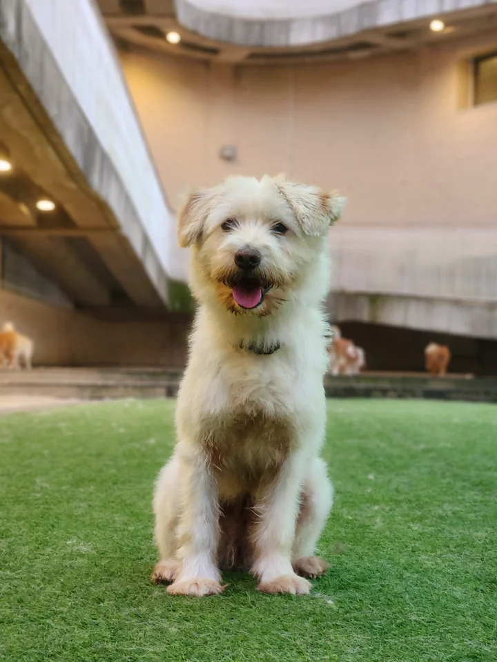 앙코 12