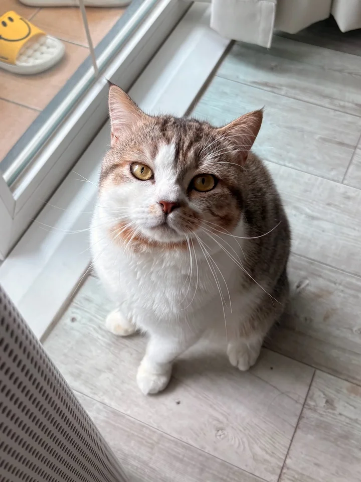 오딘 6