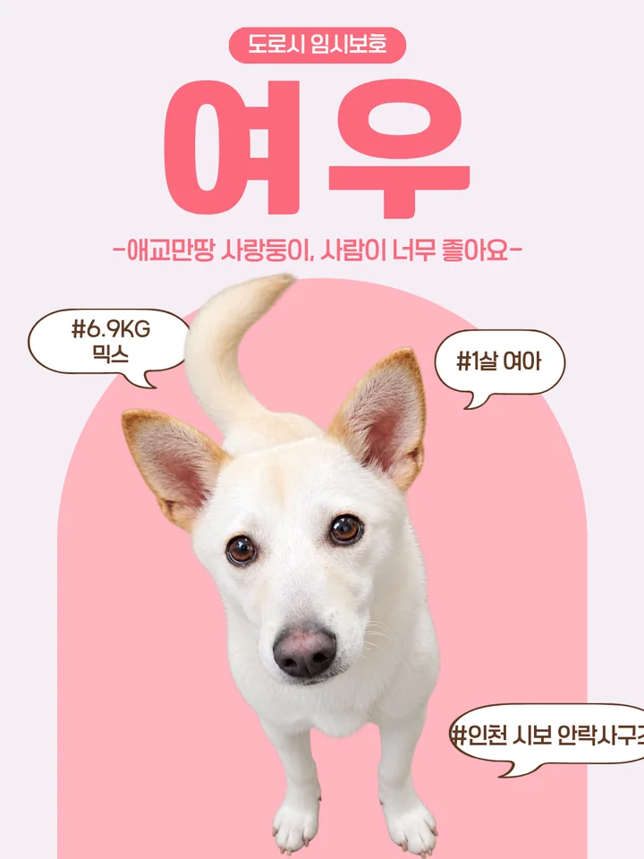 여우 1