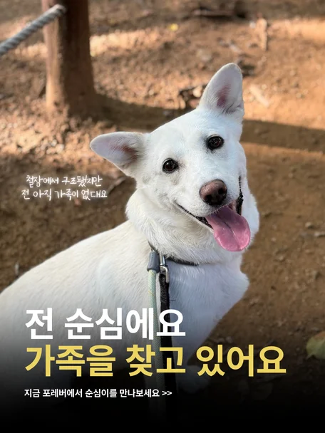순심이
