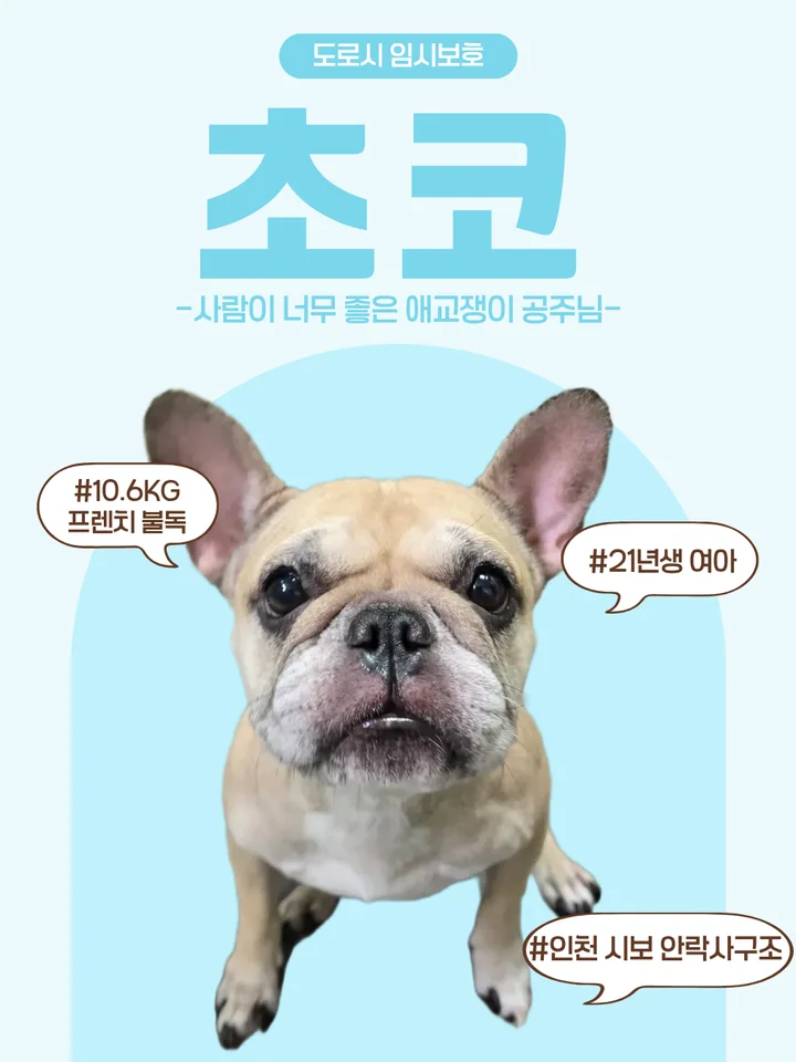 초코 1