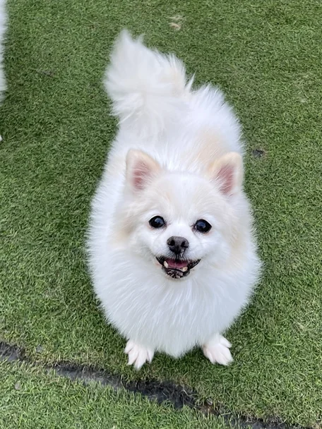 아리아