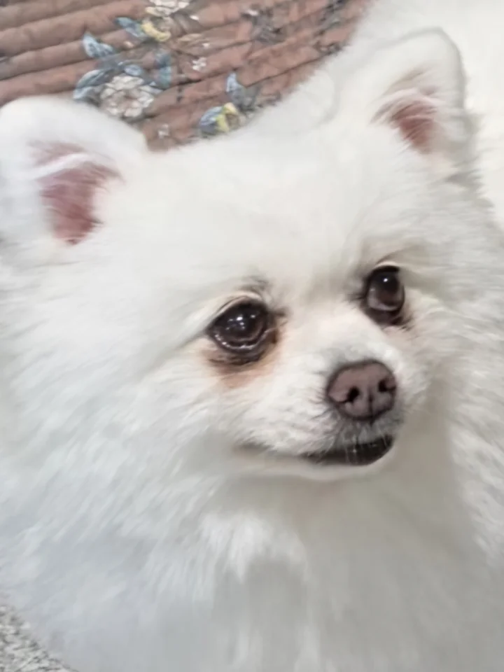 카니 13