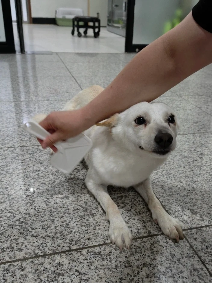 백희 3