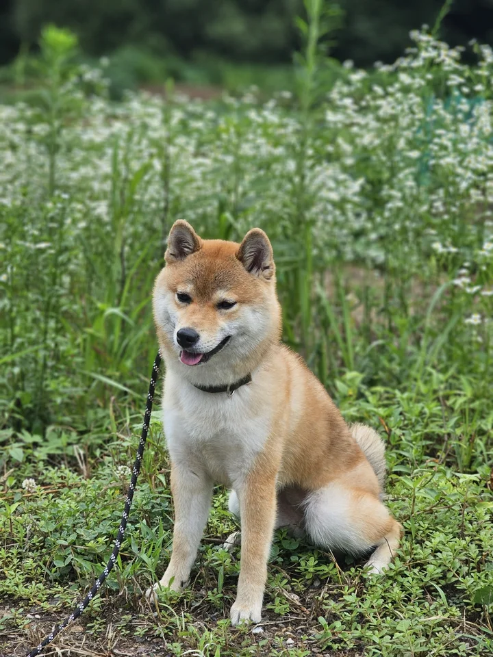 미호 2