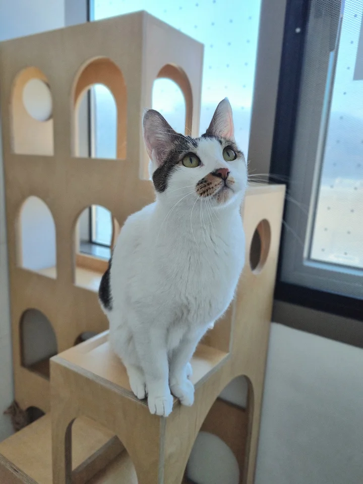 봉봉 8