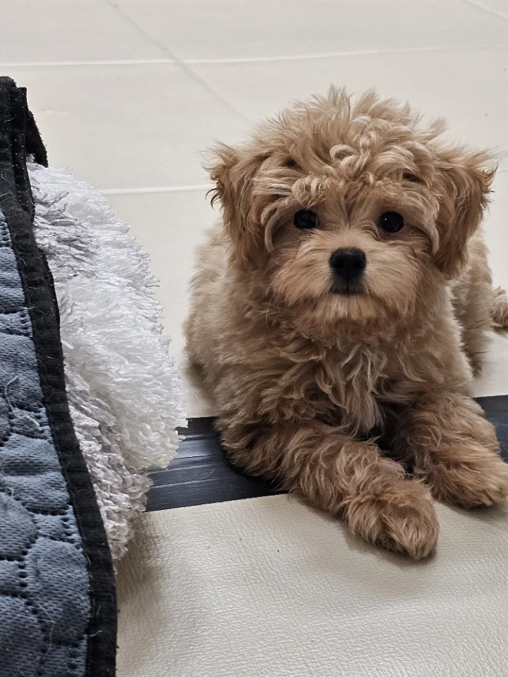 코타 4