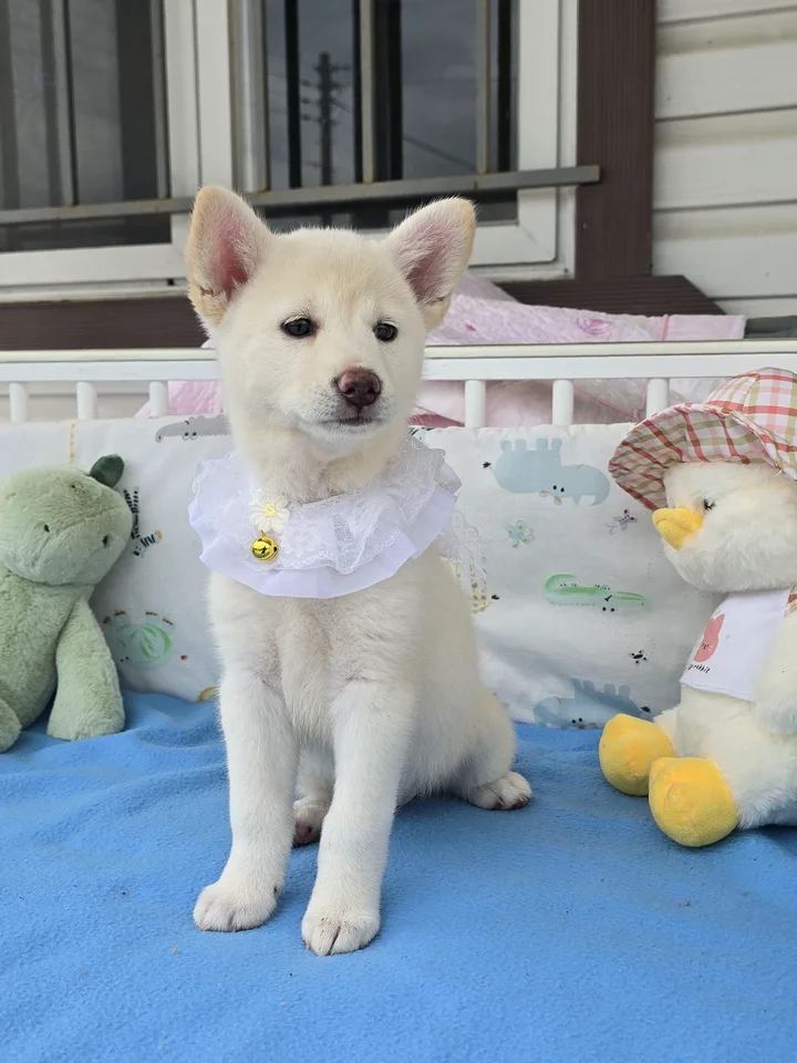 블루 4