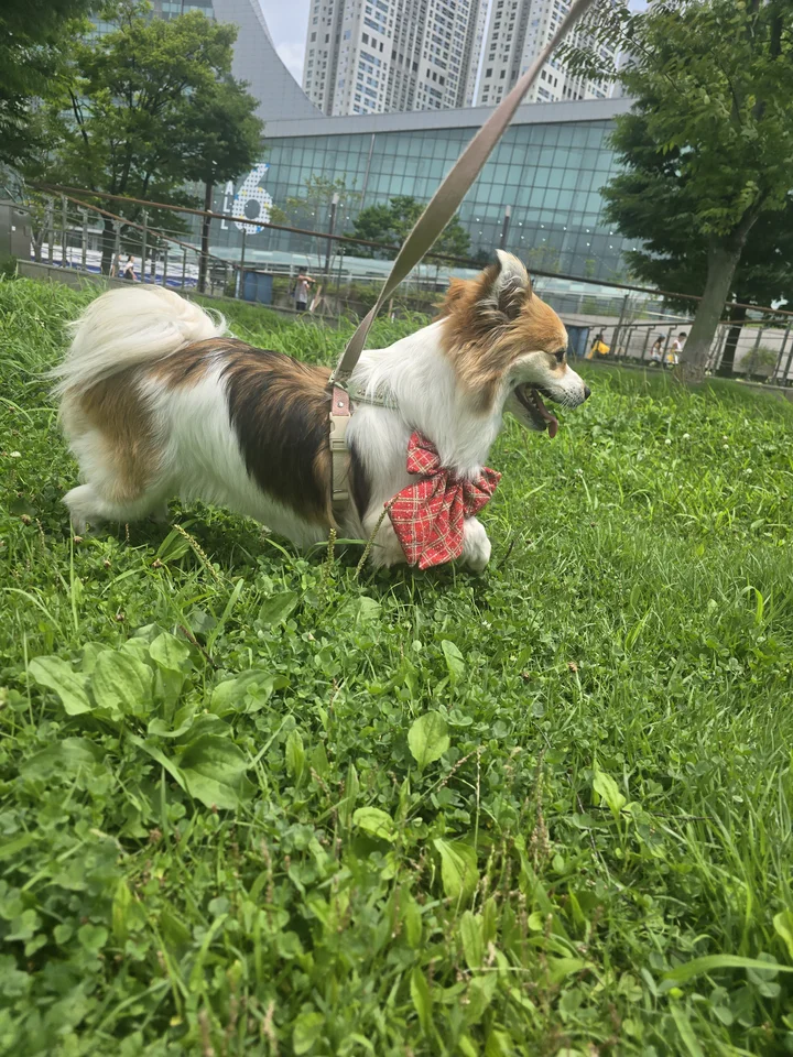 렌디 5