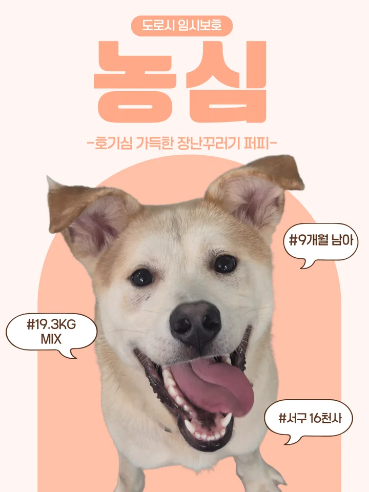 농심 1
