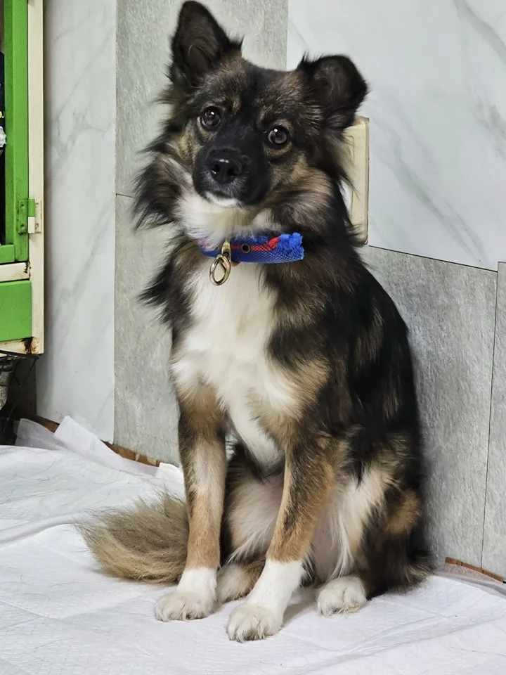 우영 2