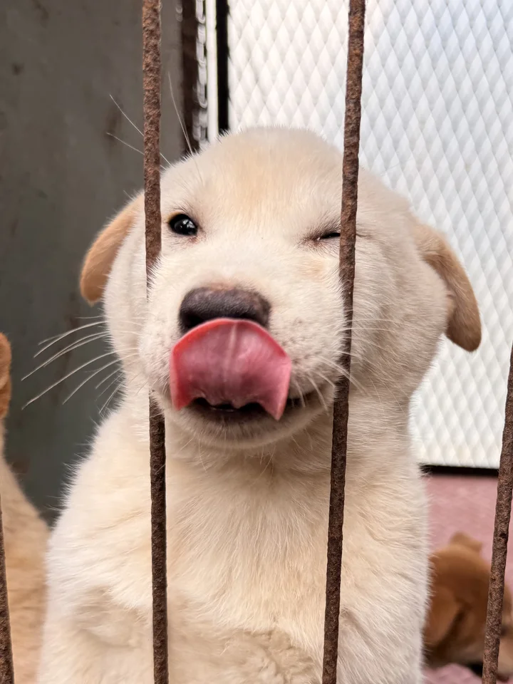 설이 6