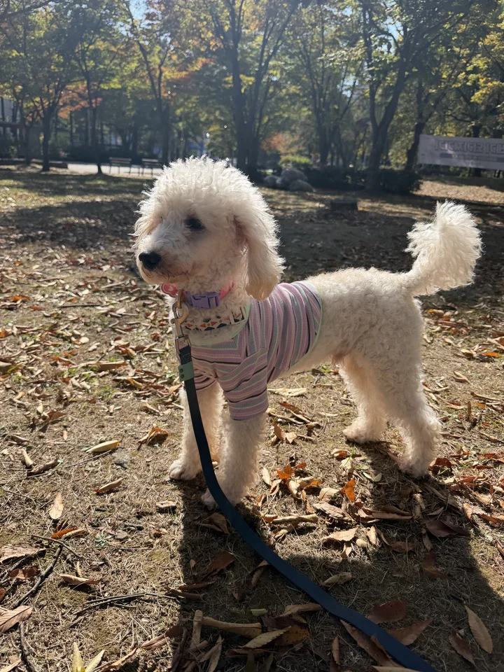 노바 2