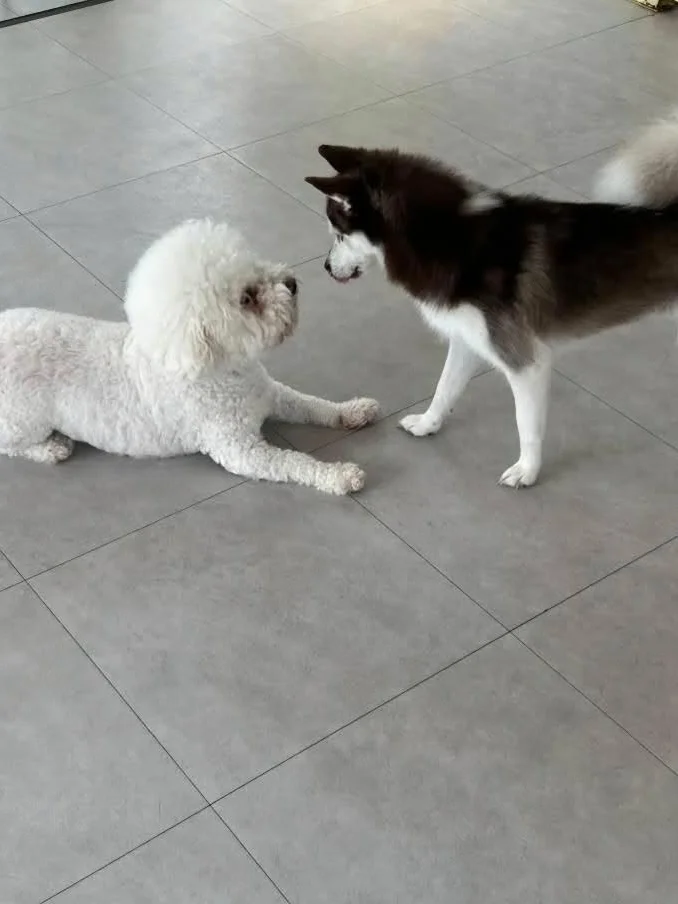 카레 8