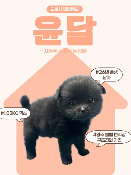 윤달