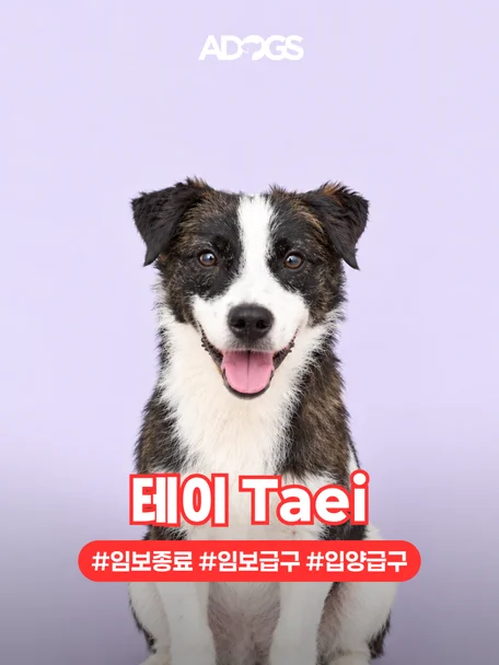테이