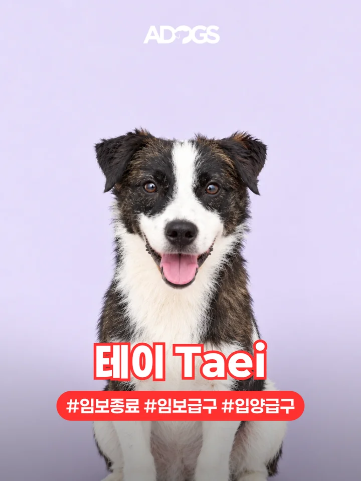 테이 1