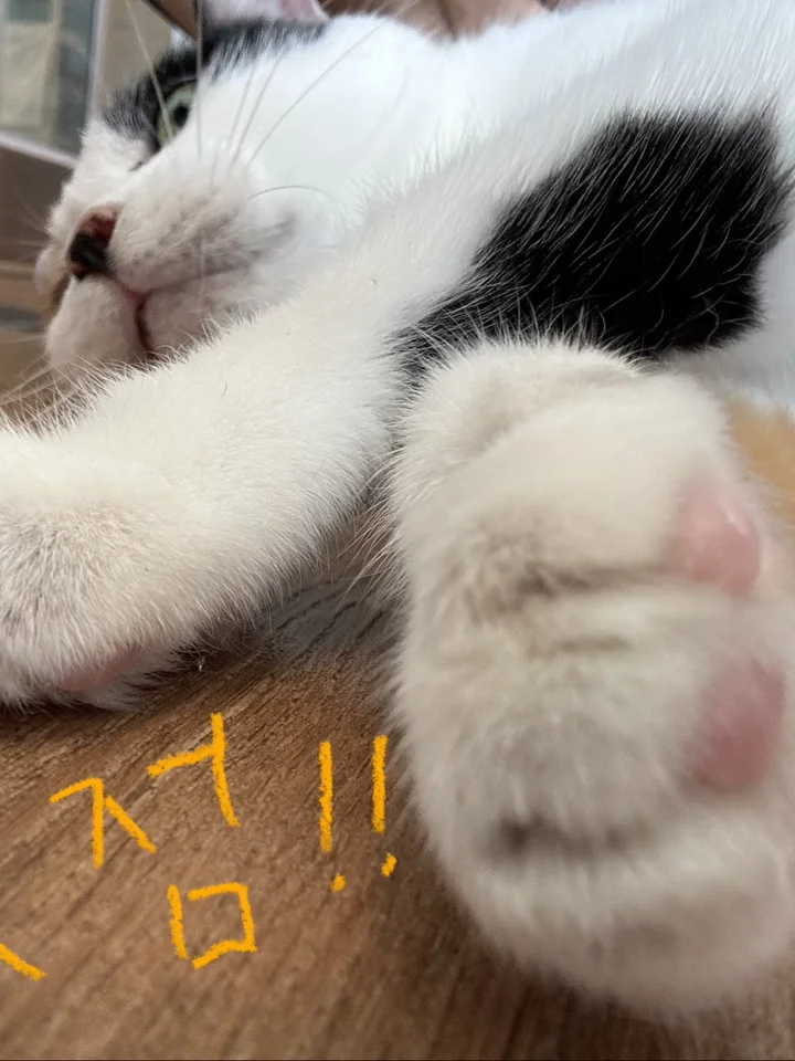 콧점 8