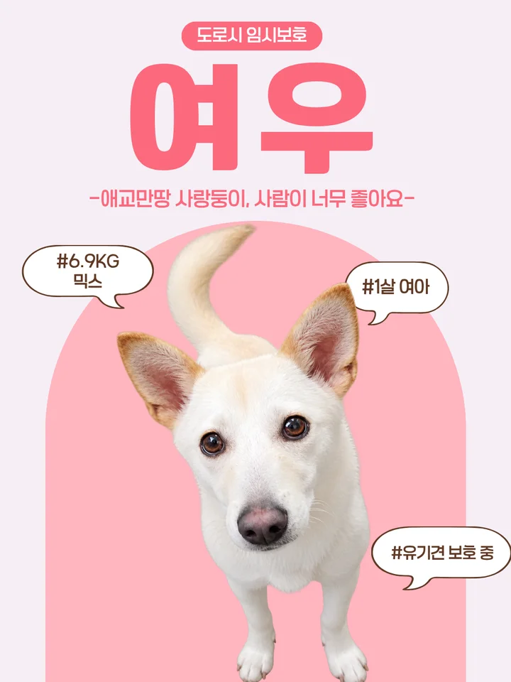 여우 1