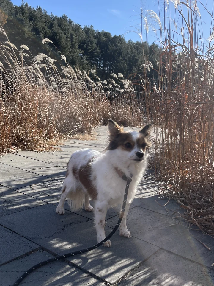 베리 8