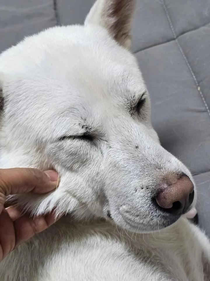 떡국이 8