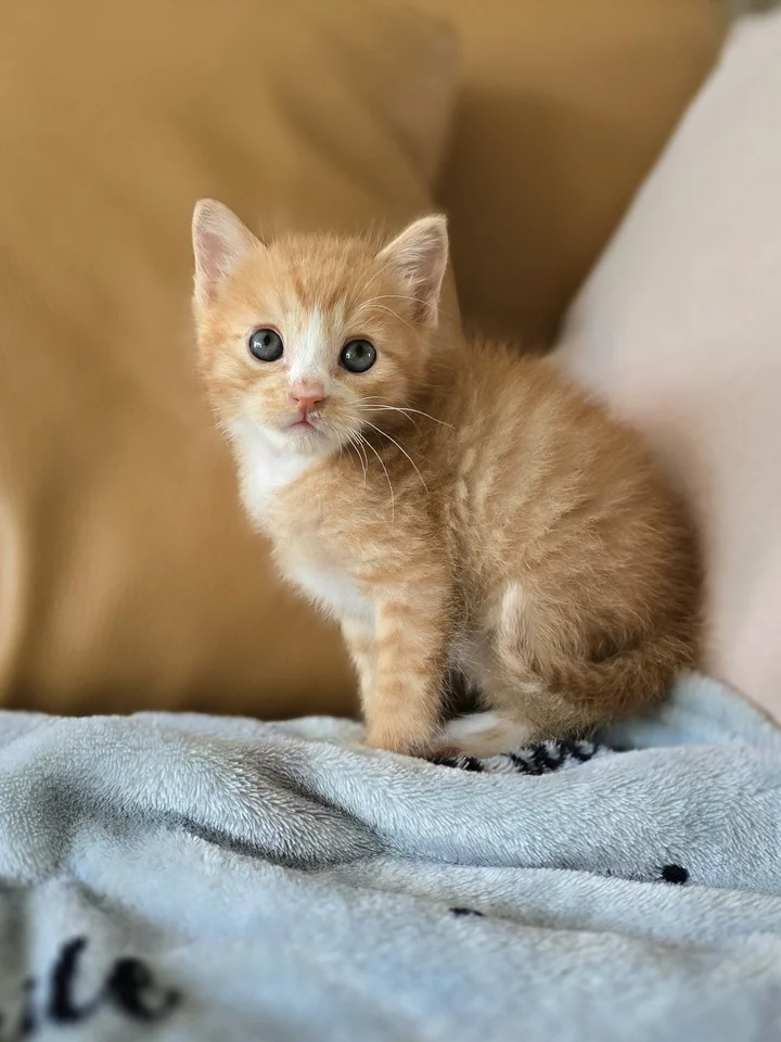 오레 6