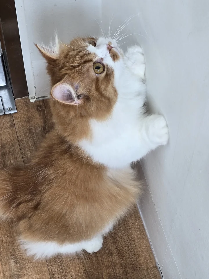 푸 6