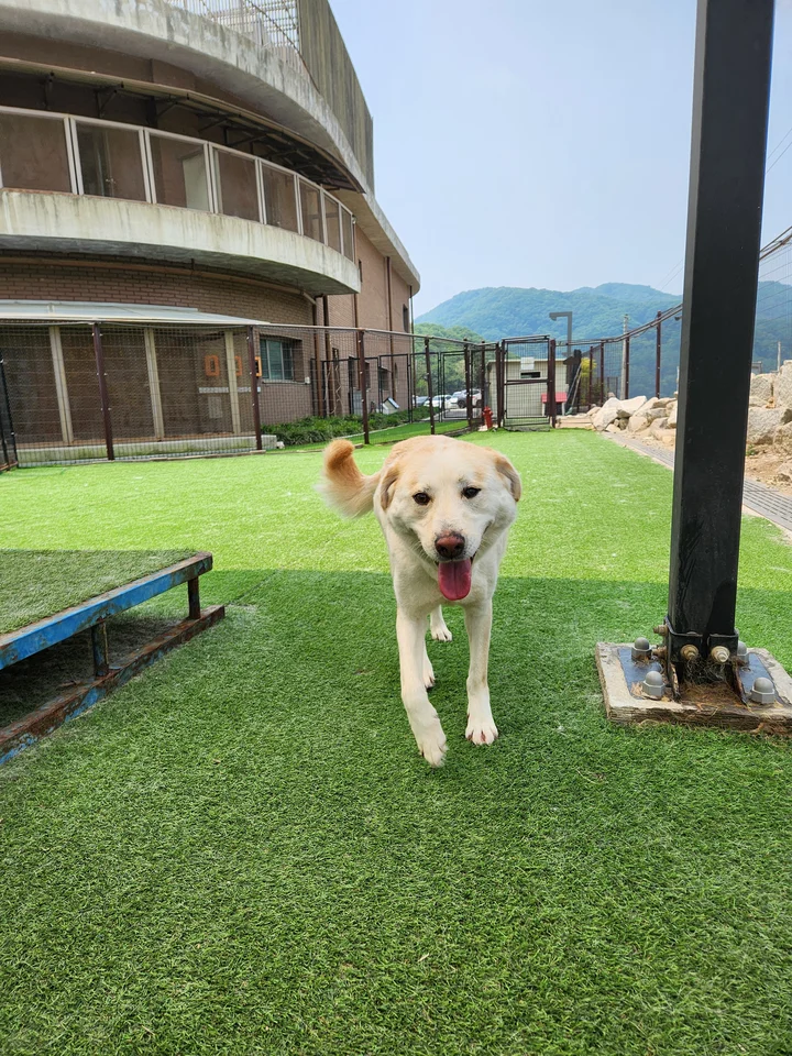 쪼꼬 7
